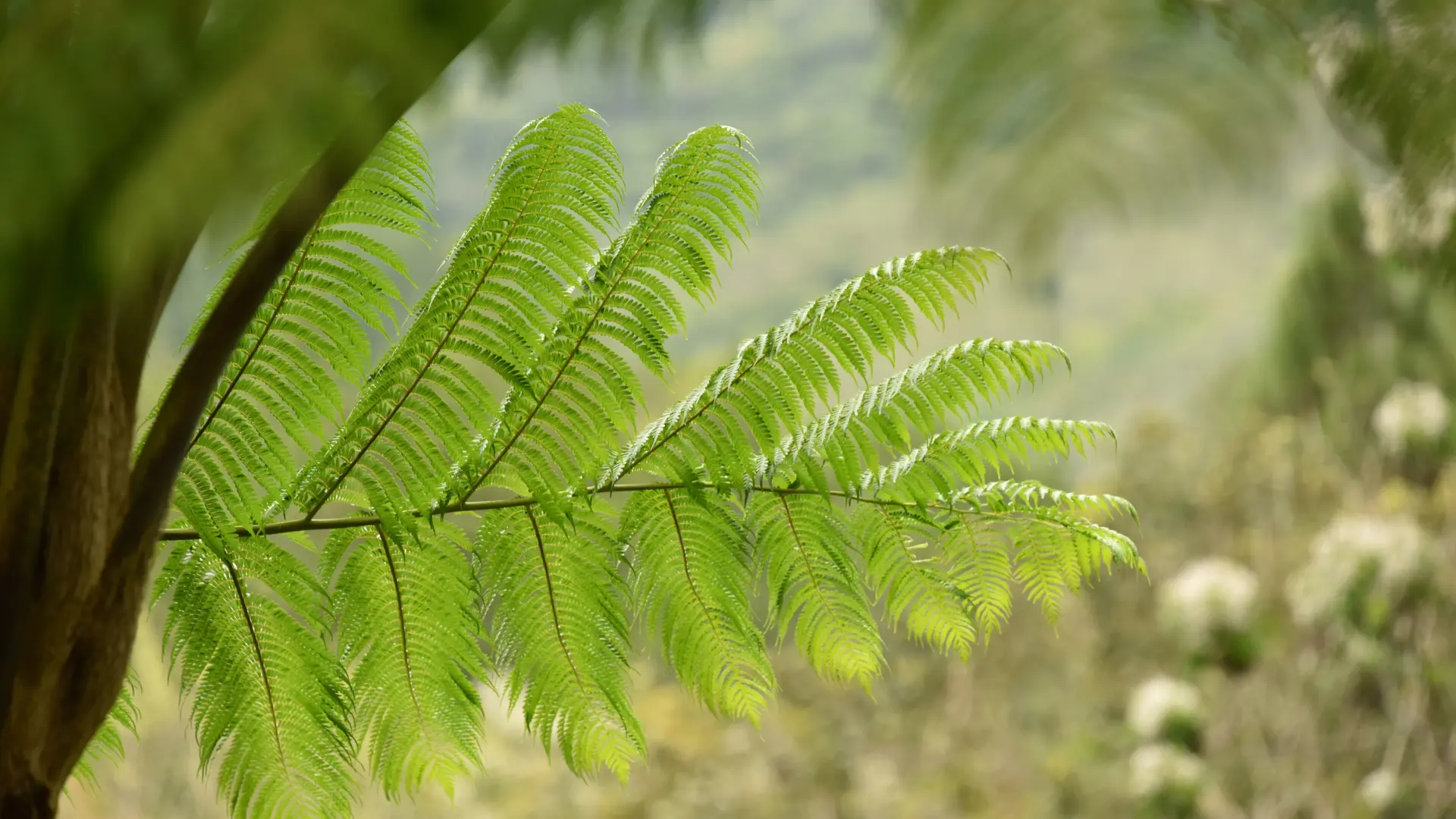La magie des la foret