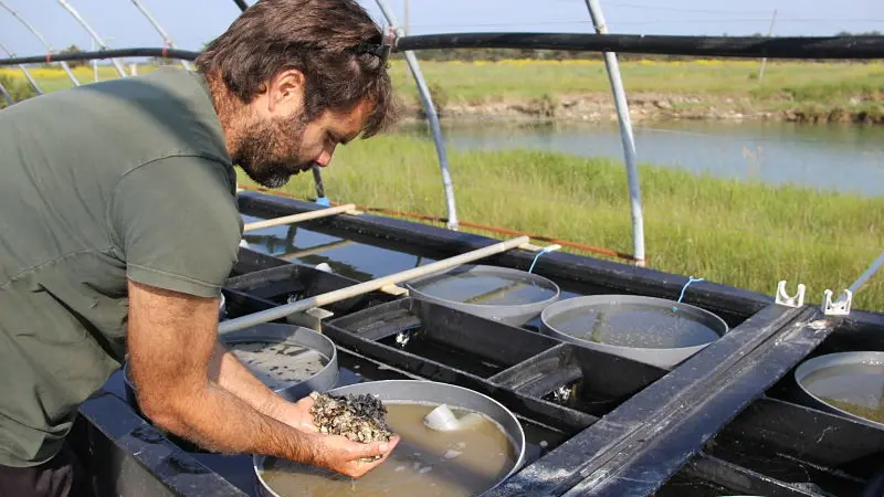 Zucht auf der Ferme des Baleines