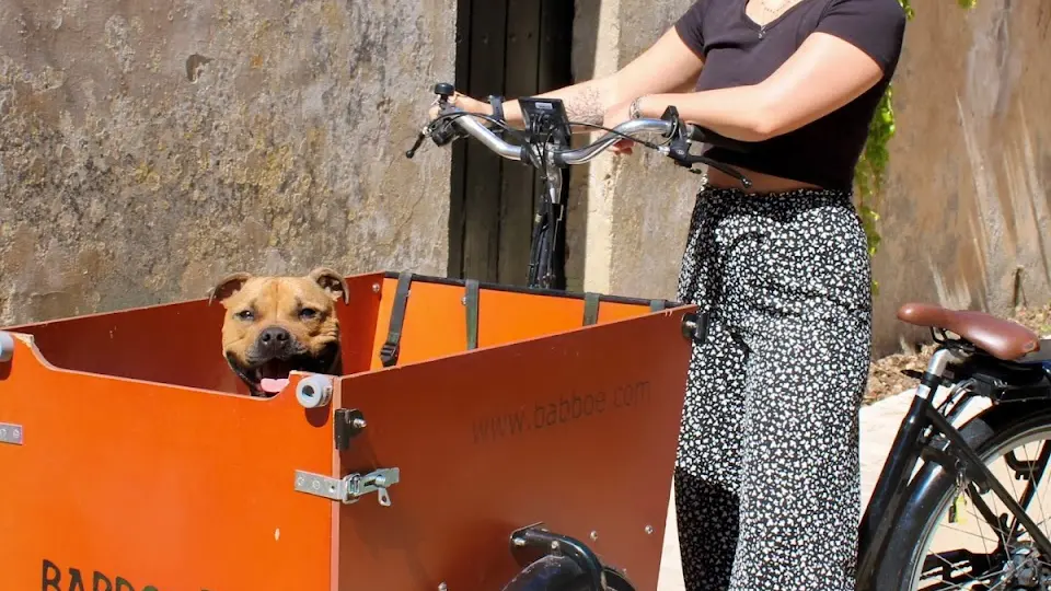 Promenez-vous avec votre chien