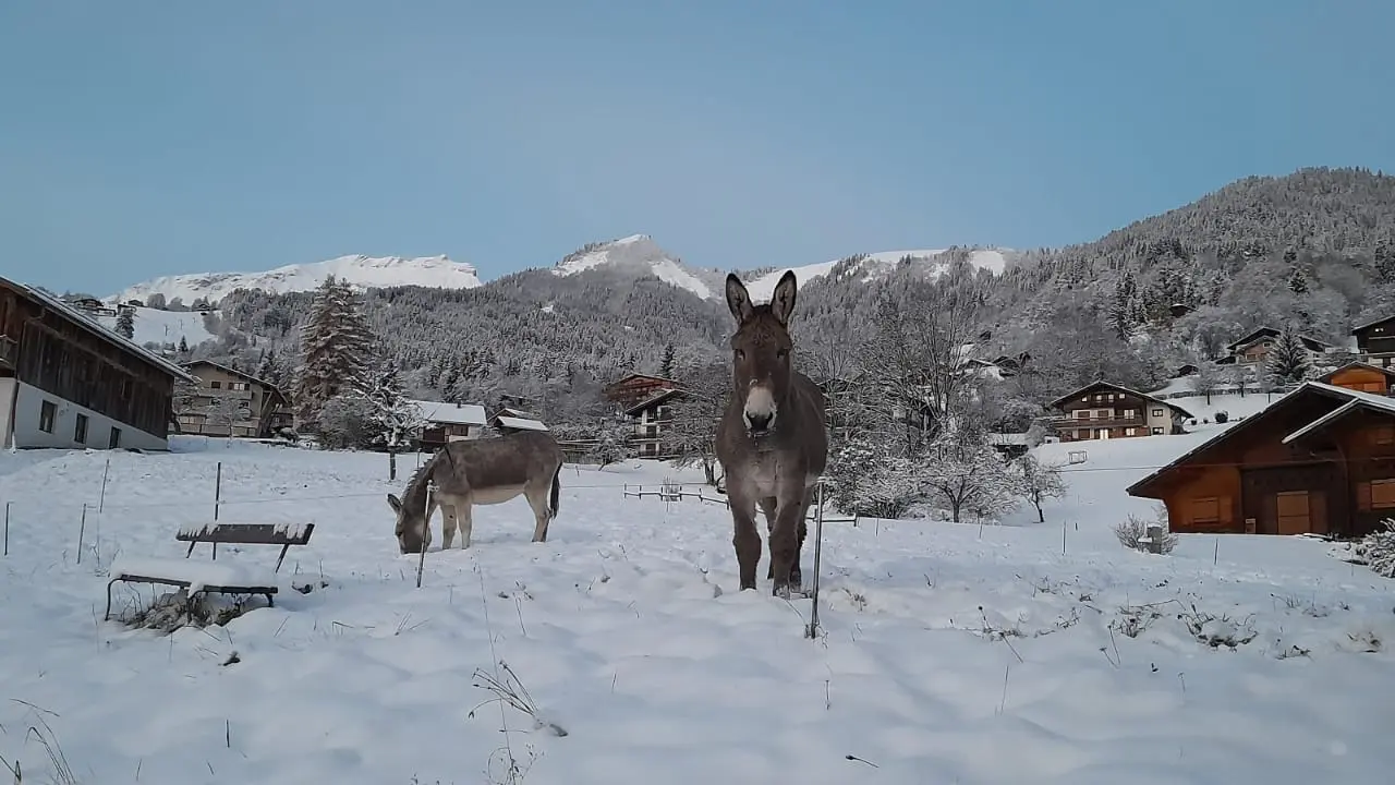 Anes à proximité du chemin de la boucle de la Plagne