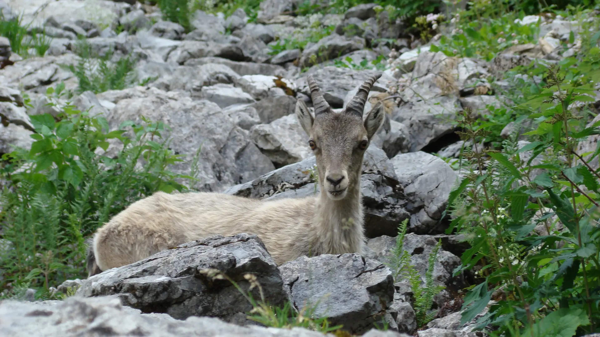 Bouquetin, Lac d'Arvouin
