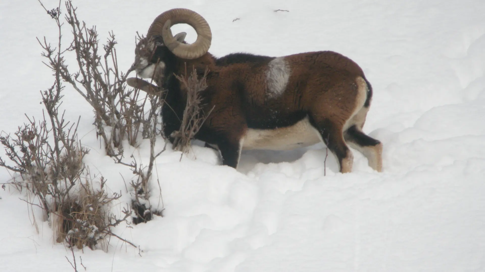 Raquette et pique-nique avec les chamois