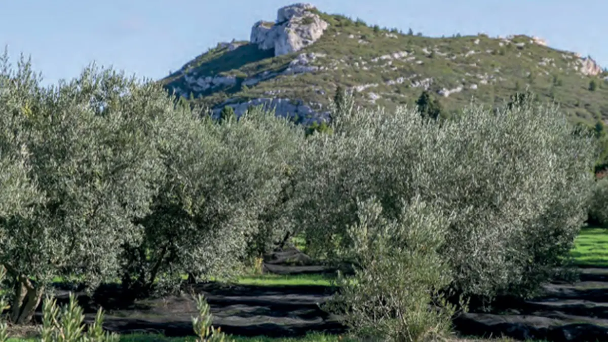 Mas des Barres à Maussane-les-Alpilles