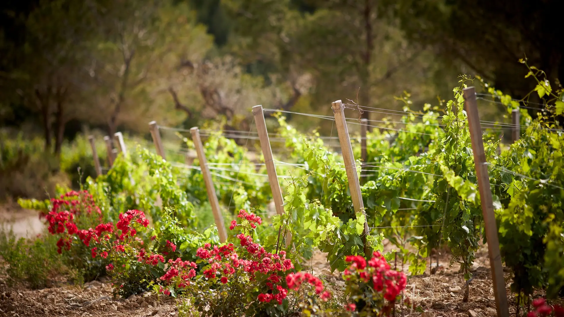 Wine estate Abbaye Sainte-Marie de Pierredon in Mouriès Flowers