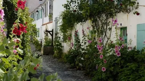 roses trémières de la venelle du Marquis d'Airvault