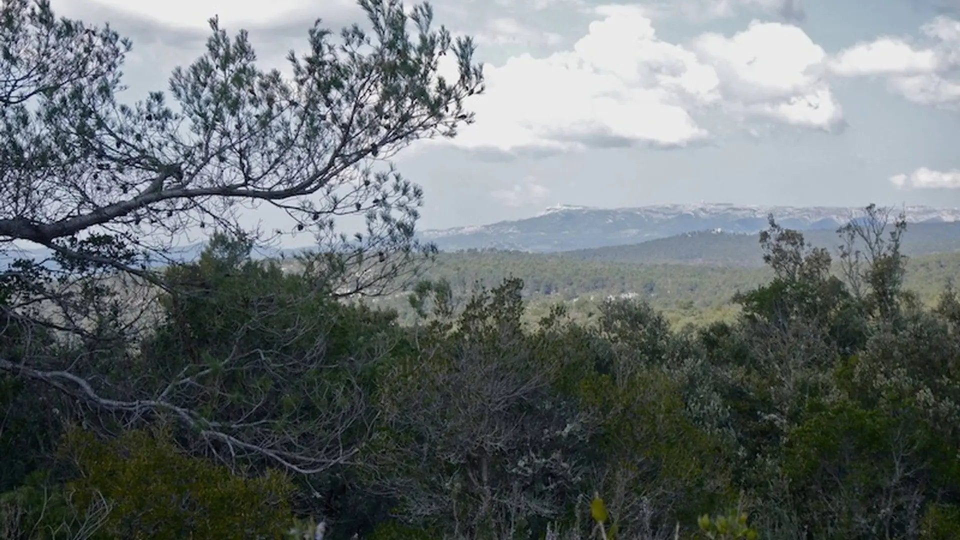 Panorama avec vue sur la flore du plateau de Siou Blanc