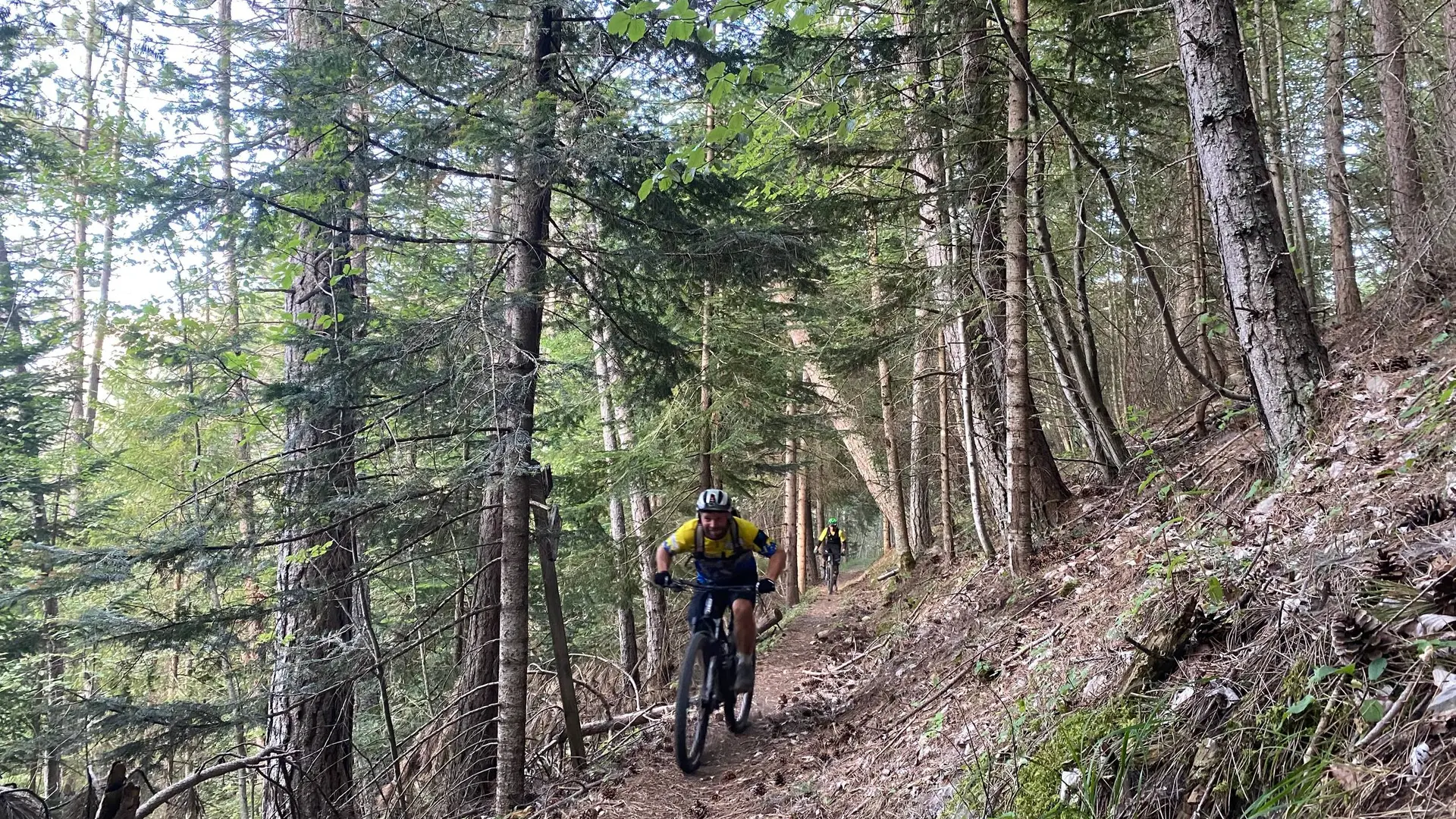 Ambiance forestière