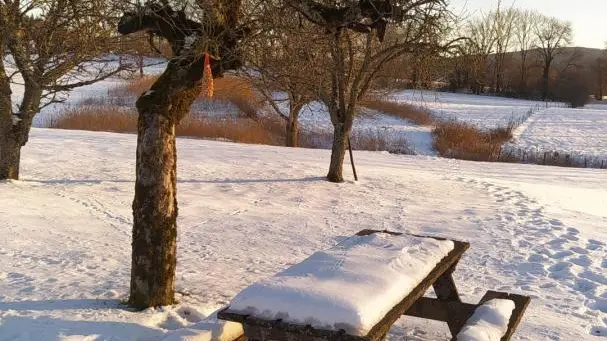 Jardin sous la neige