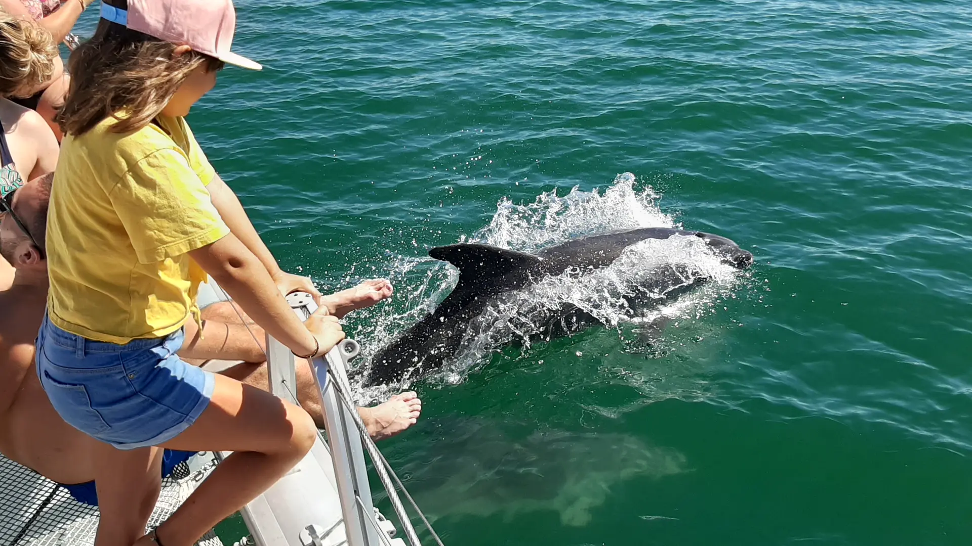 Delfinbeobachtung von der Dream'On