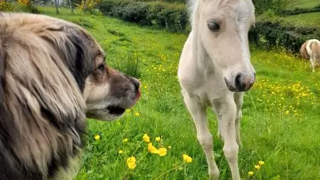 Les Poneys