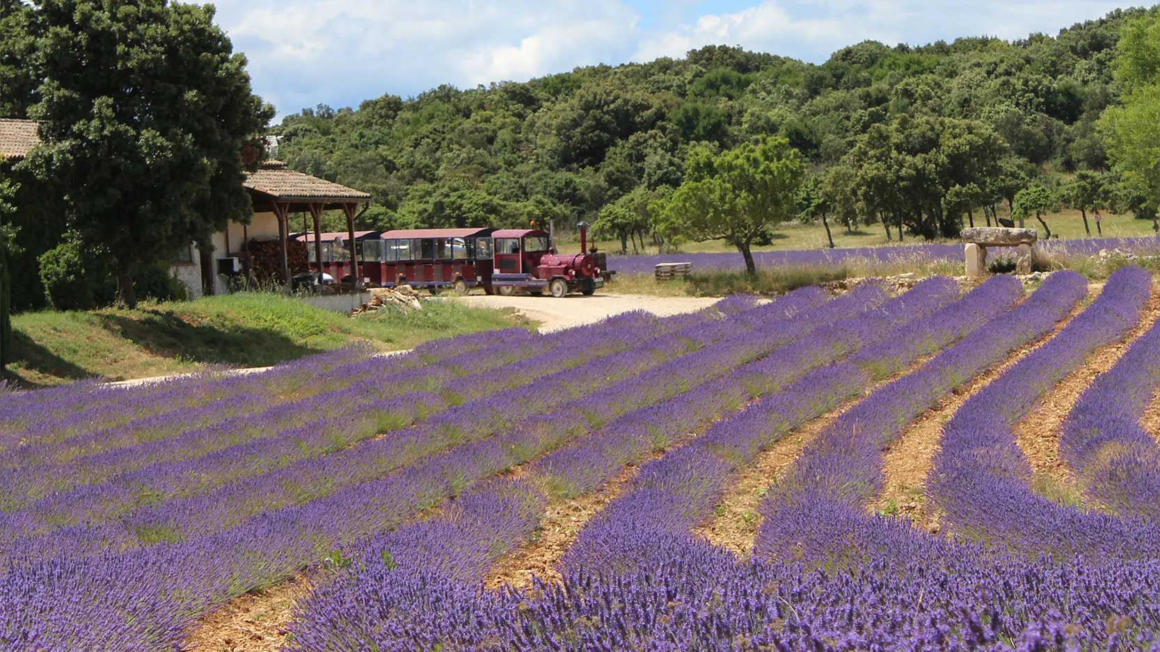 Champ de lavande