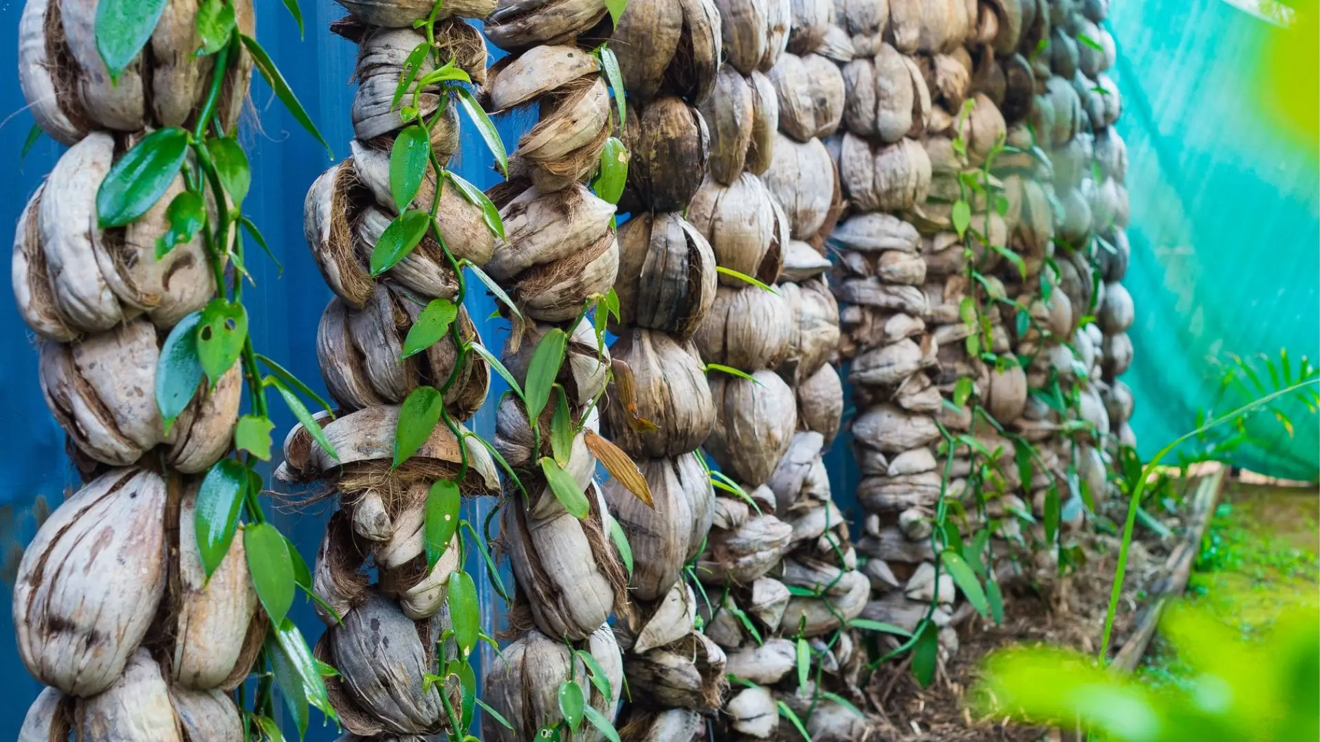 Pieds de vanille pour la production de rhum