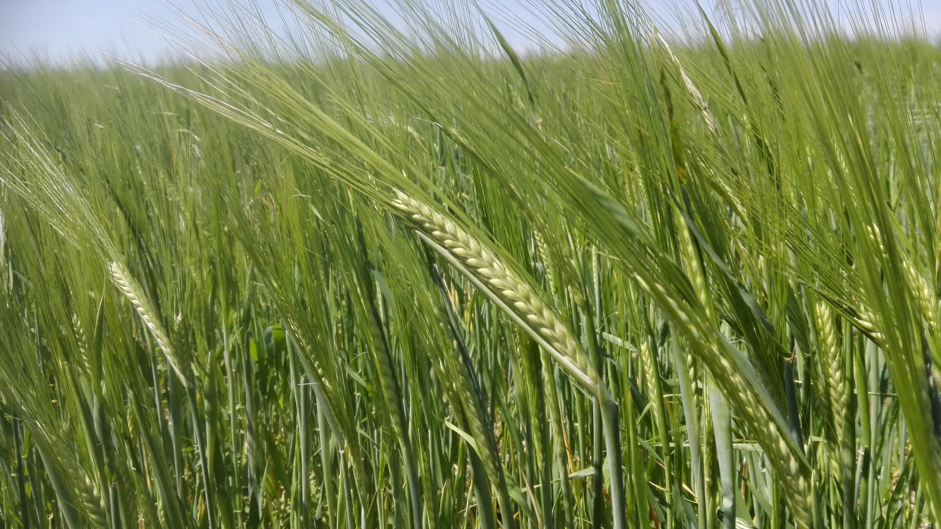 Chemin des parties - Champs de Blé