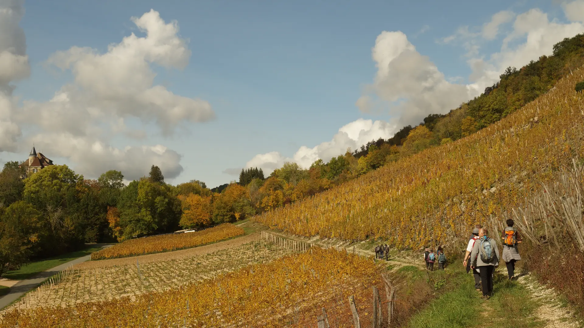 le vignoble AOC bio de Montagnieu