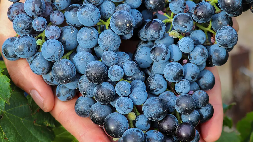 Domaine du Grand Mas de Lansac_Tarascon