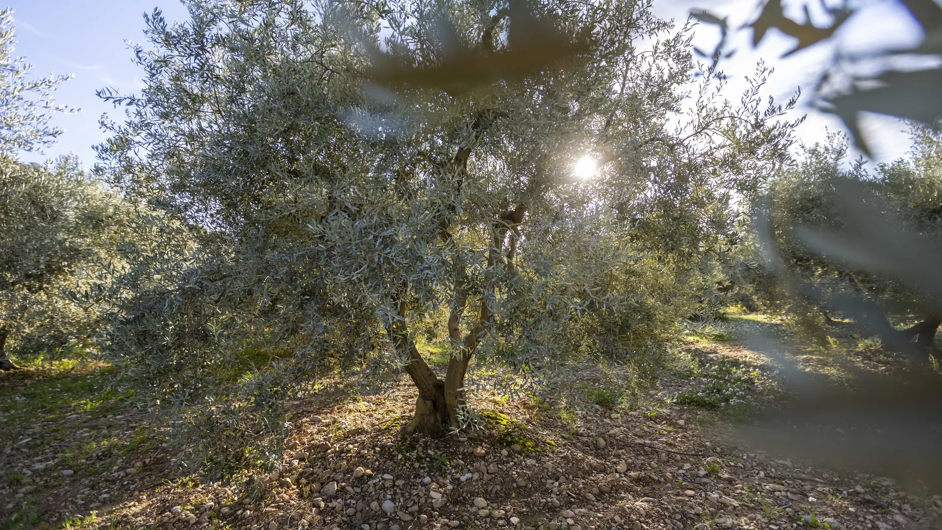 sentiers des oliviers