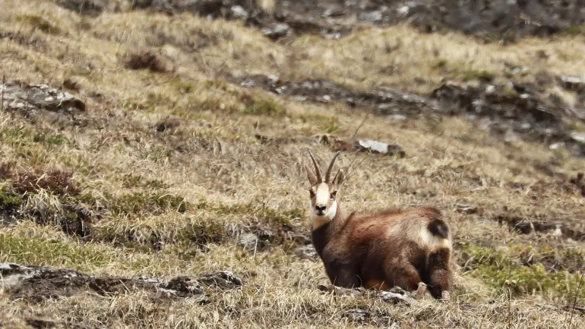 Chamois