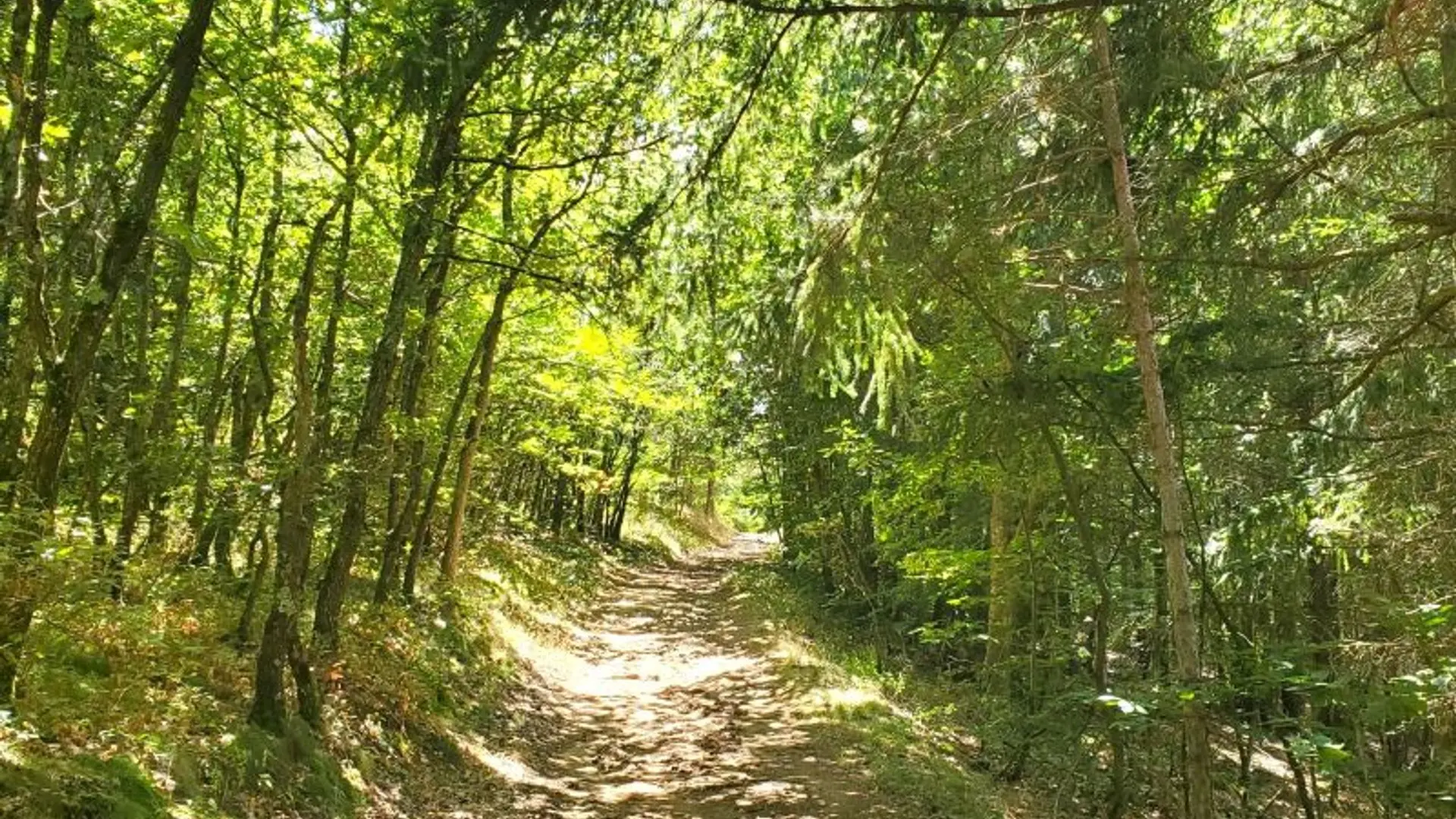 La forêt de Japperenard