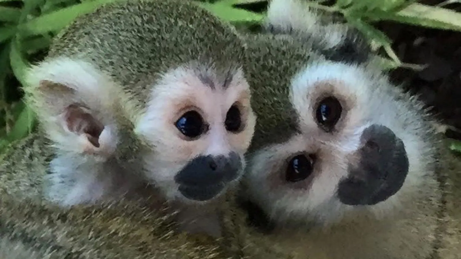 Les singes écureuil au Jardin Zoologique Tropical à La Londe les Maures