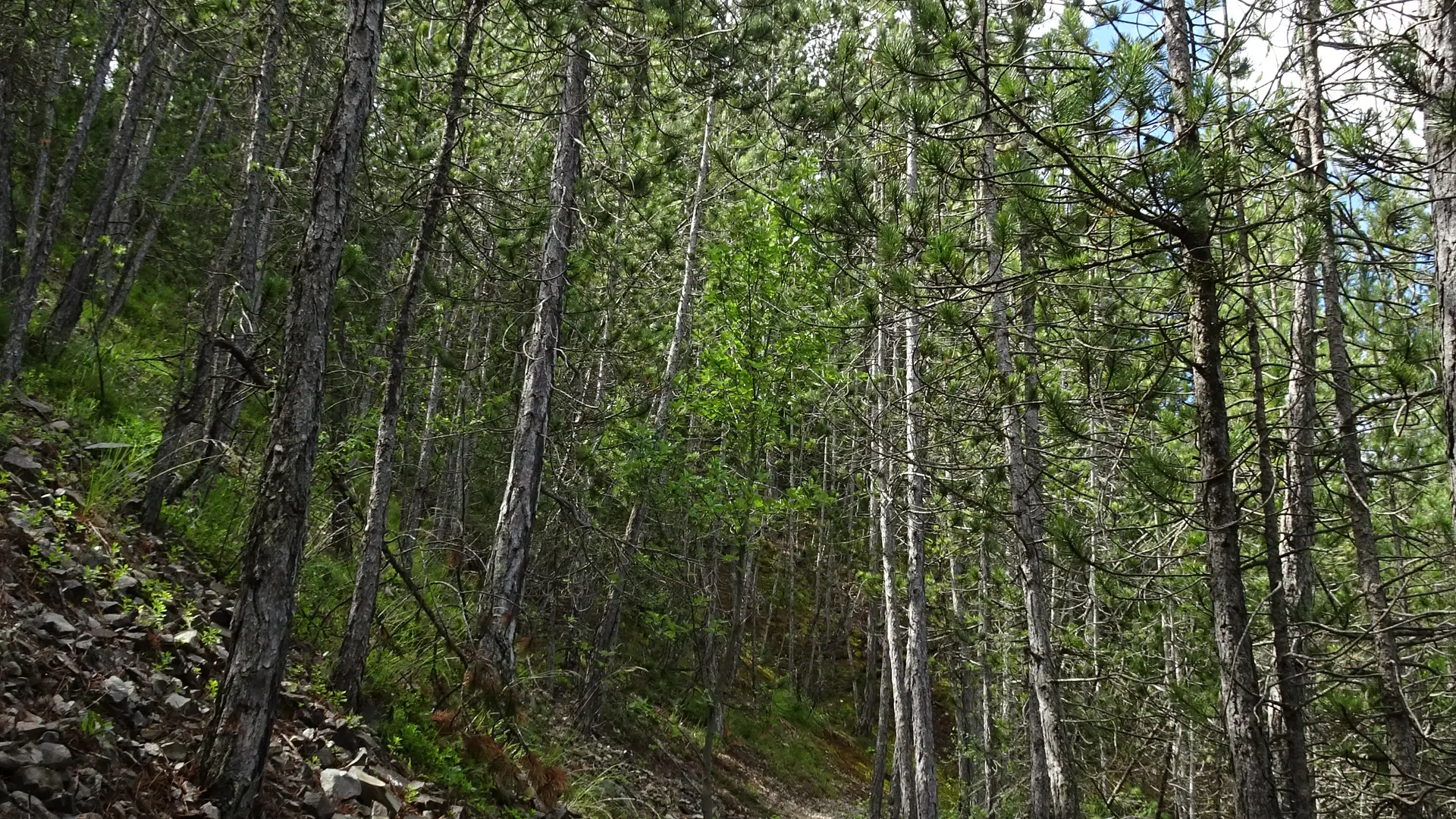 Le Seuil Saint André les Alpes