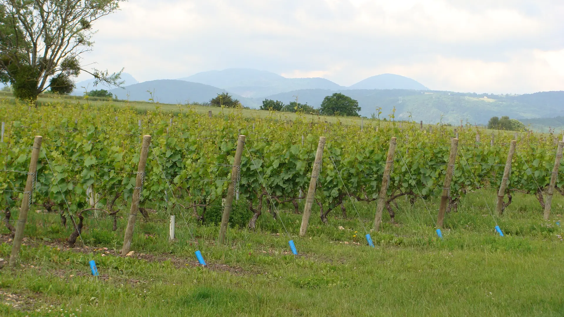 Vin - Cave Benoit Montel - Riom