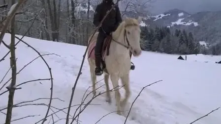 Balade à cheval, ski joering,à 600M du chalet en pleine nature..