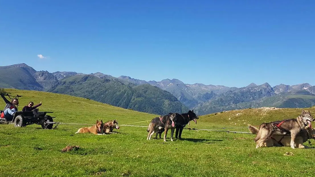 Cani-kart sur le plateau de Beille