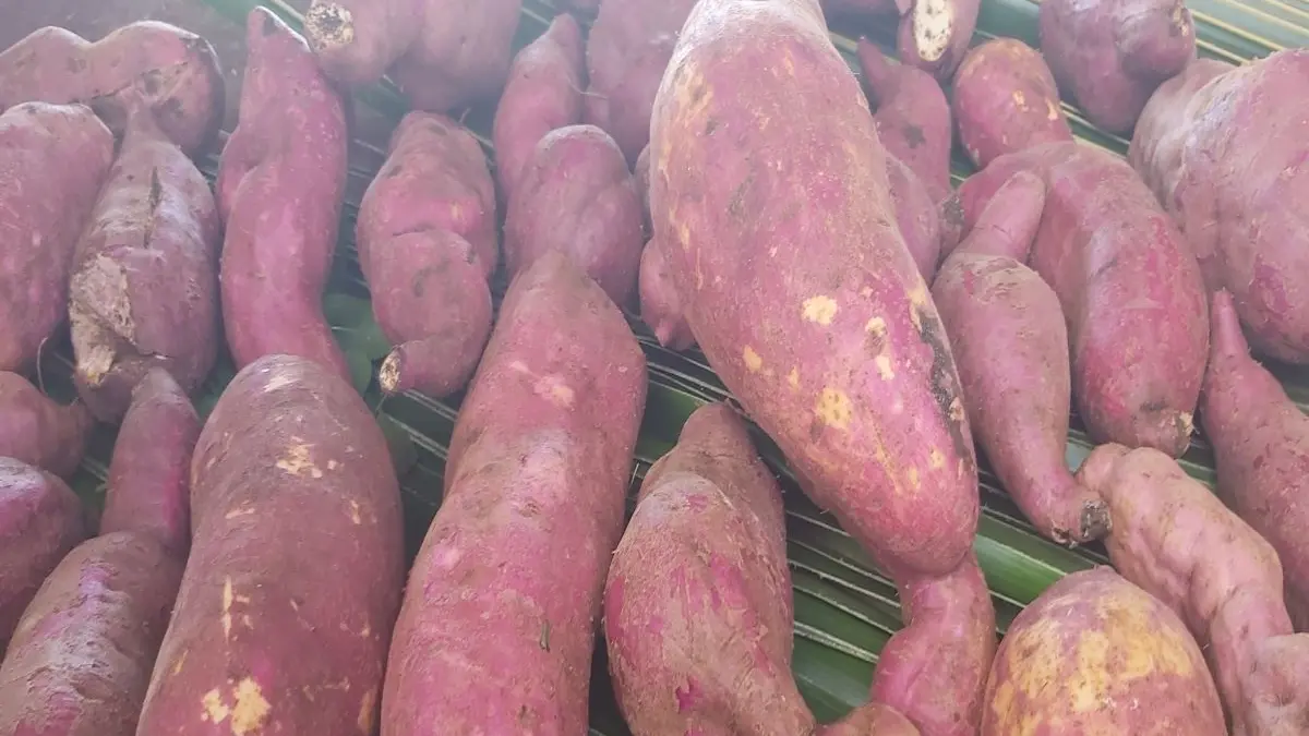 Bien sûr, parmi les produits phares, représentés, les tubercules dont la patate douce, qui orneront fièrement les étales du marché de Goro alors faîtes-y une halte durant un Samedi !