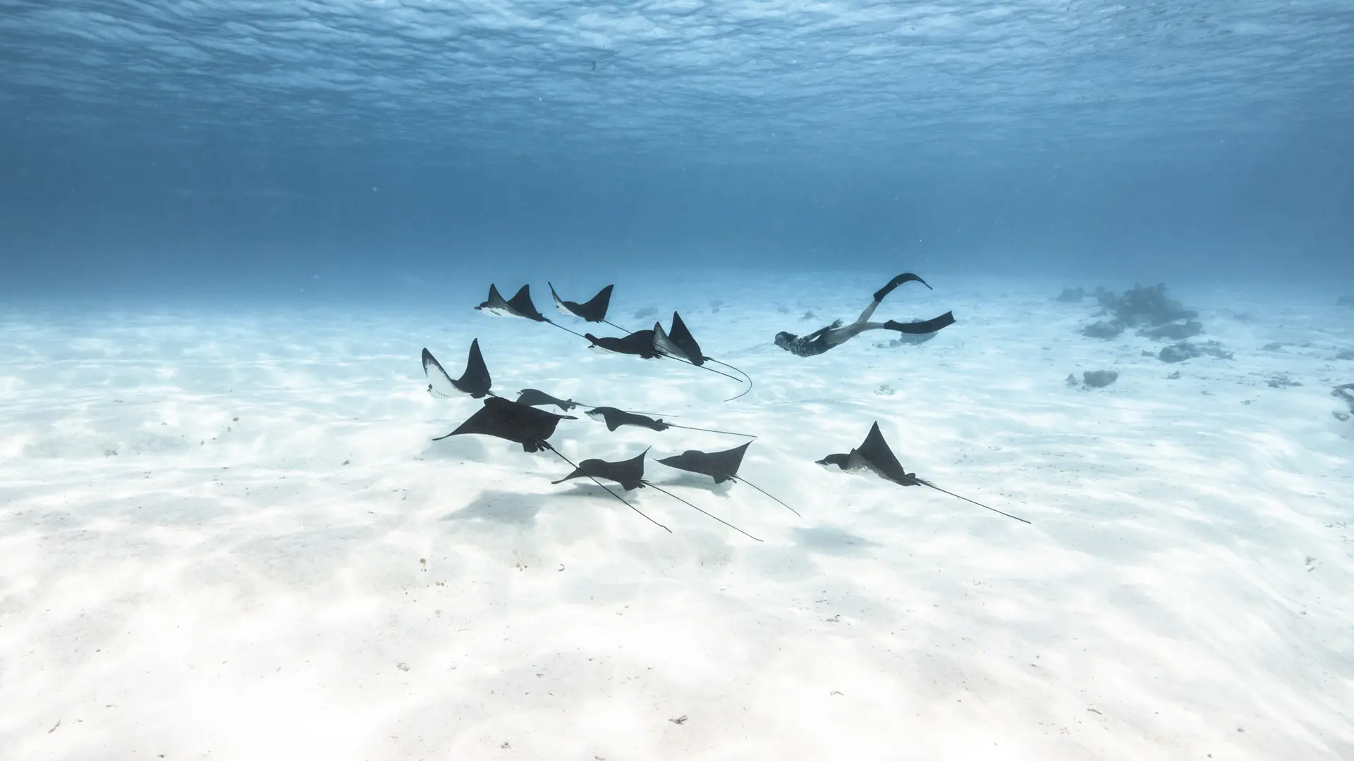 Freediving Moorea - Marine GROSJEAN