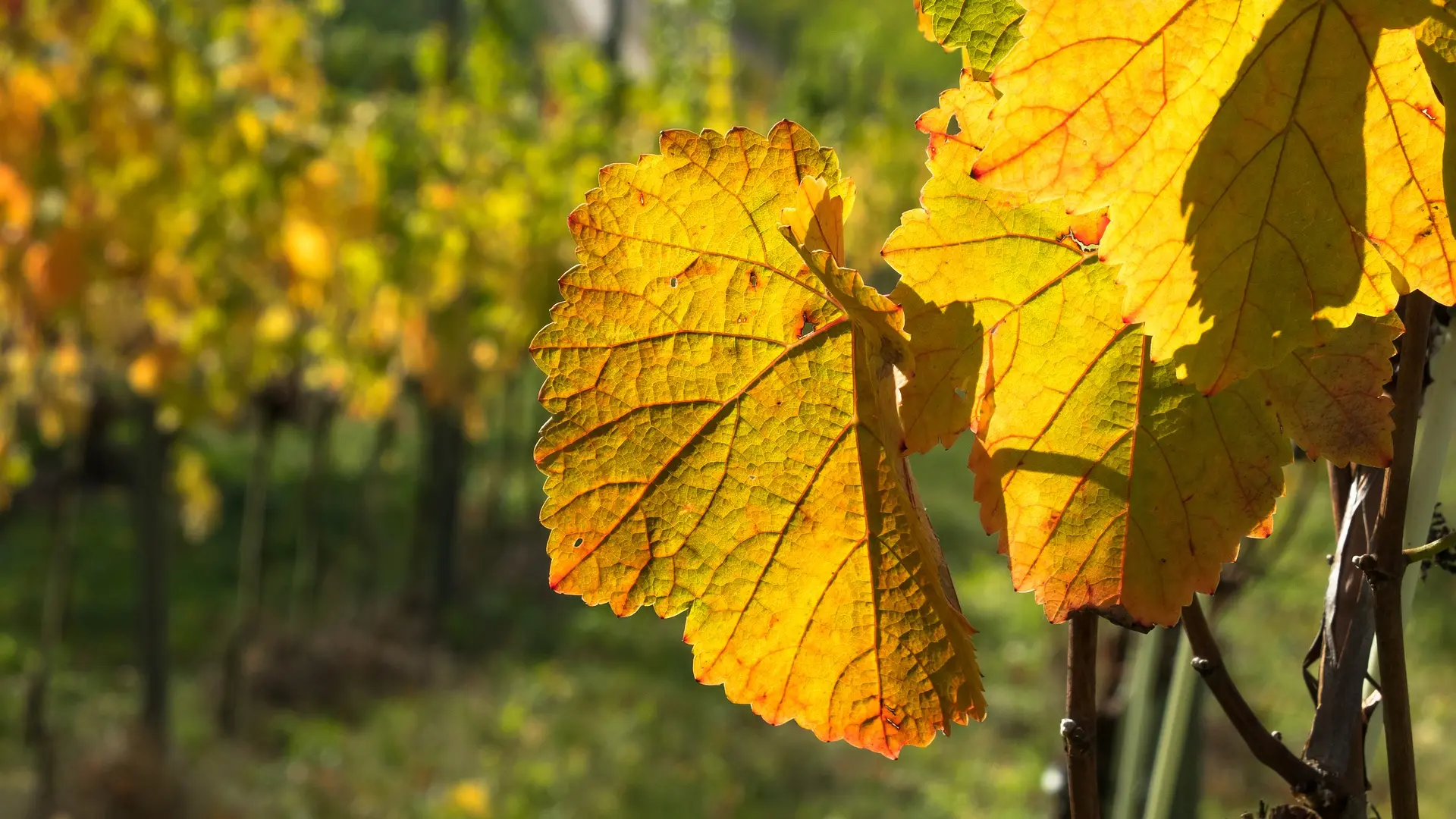 Vignes