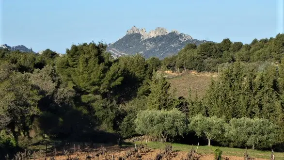 Vue sur les Dentelles de Montmirail