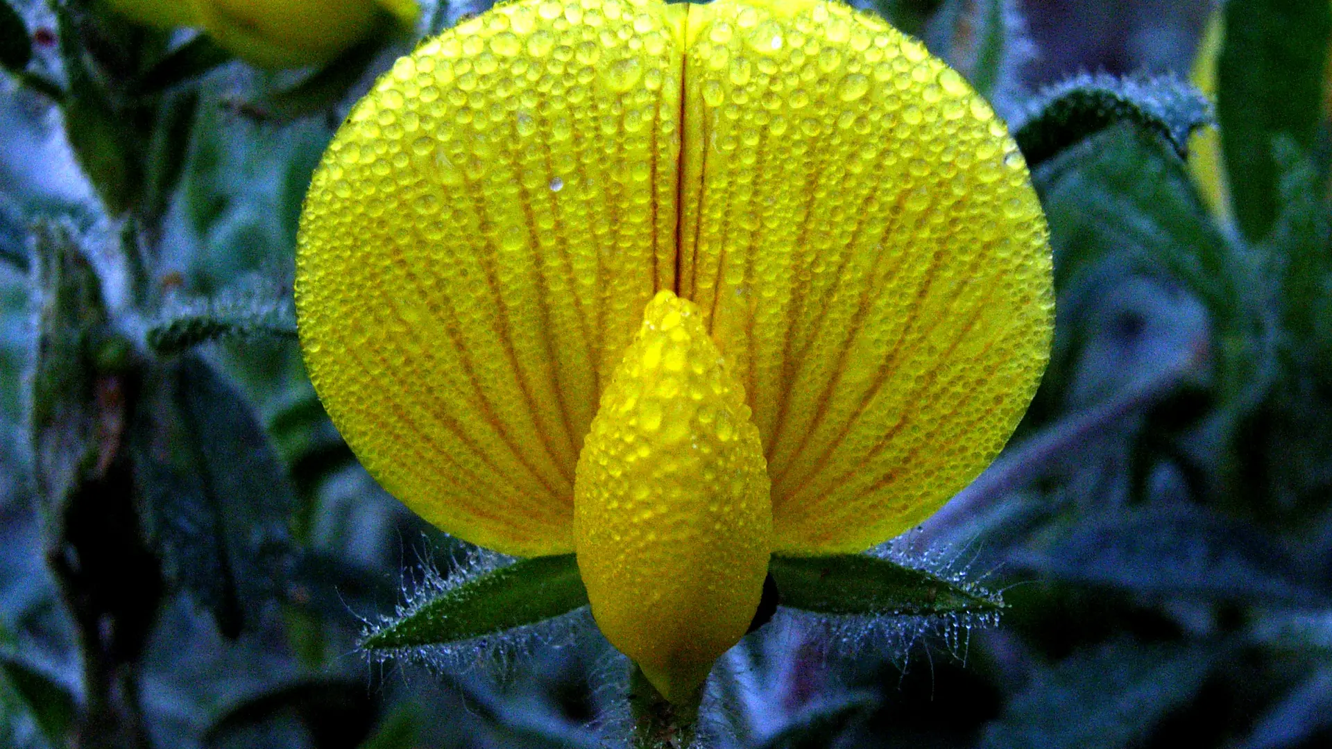 Fleur d'Ononis natrix