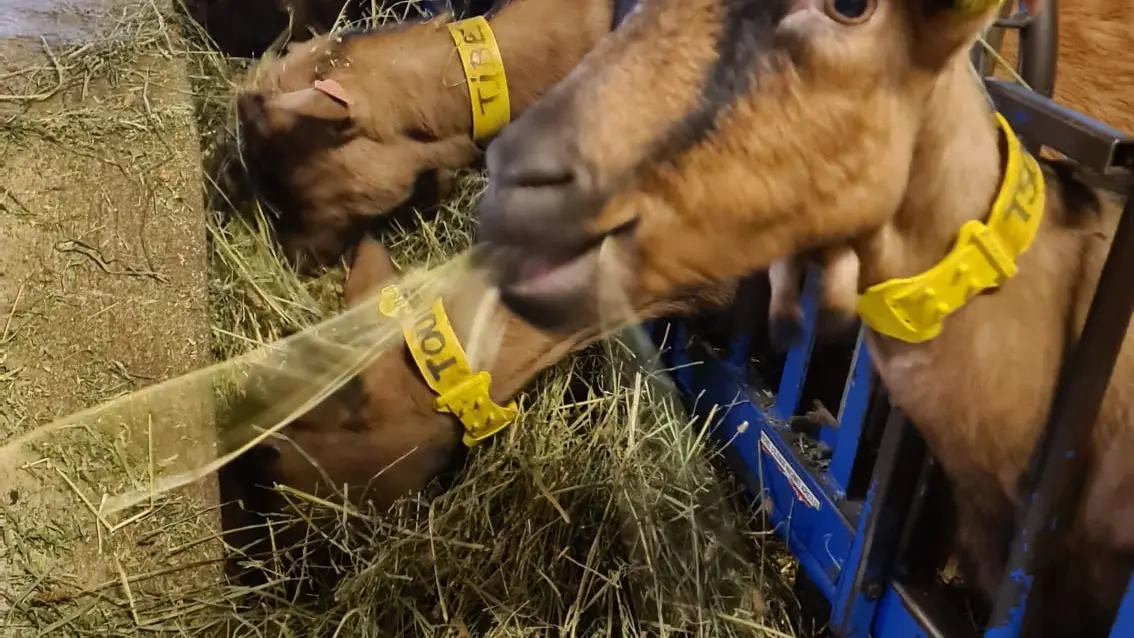 La Ferme Tout là Ô_Orcières