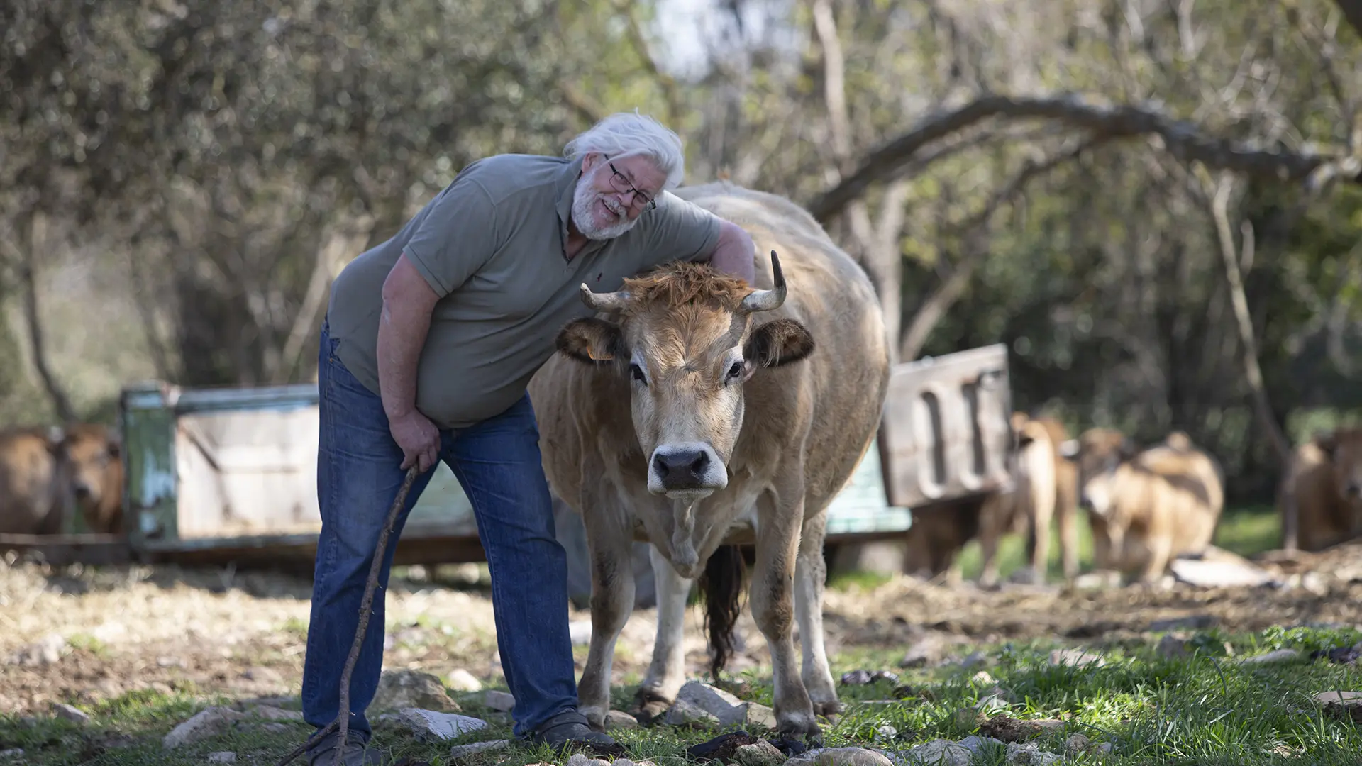 Fredéric Fano, bambouseraie de Sulauze, foin de Crau et vache aubrac