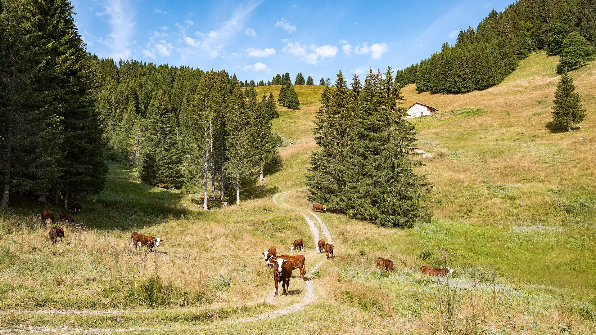 Avant la montée au col de la Balme