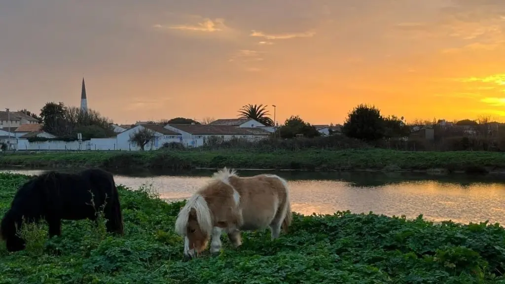 Nos Shetlands à Ars-en-Ré