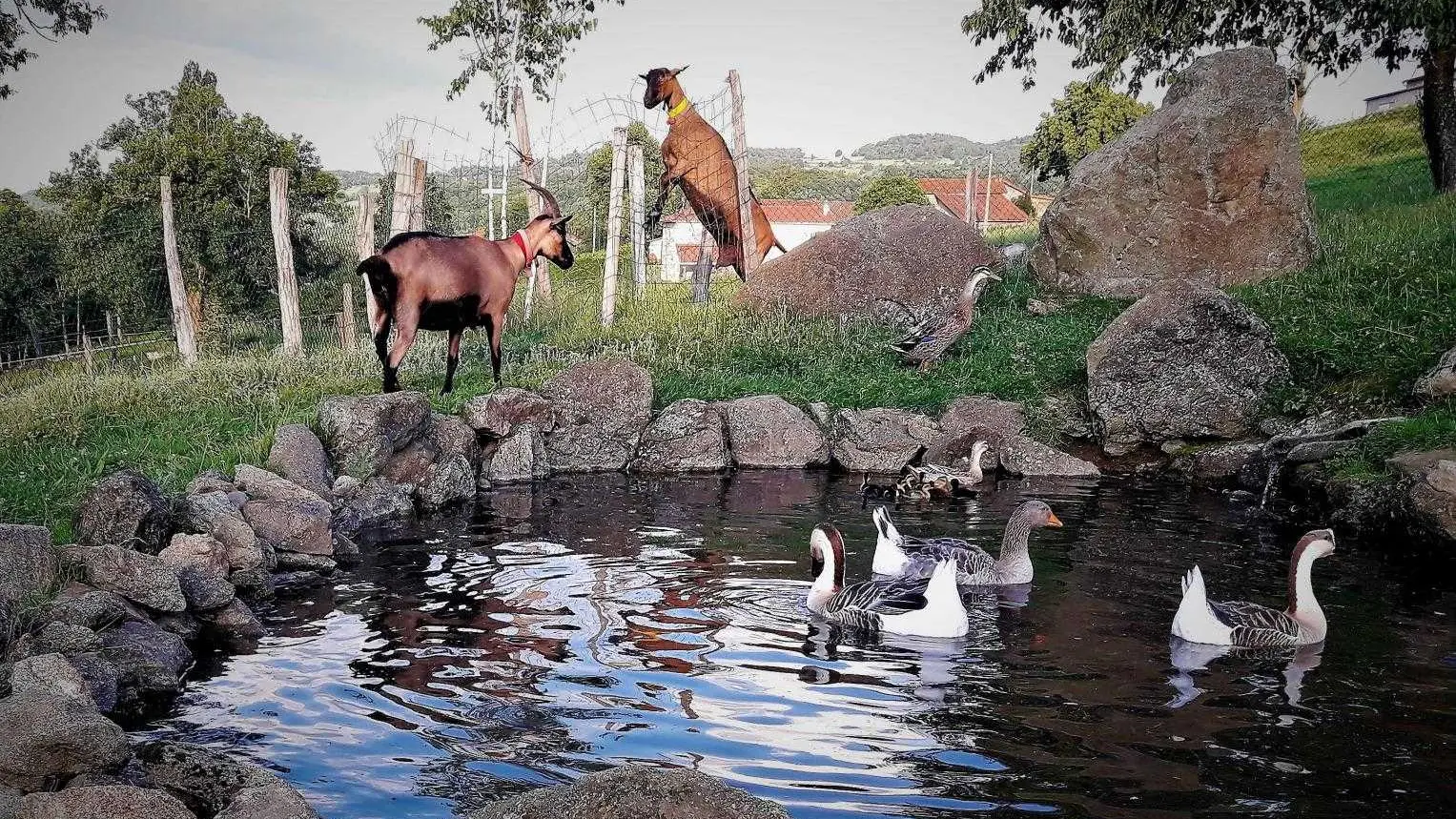 Nos animaux dans le parc