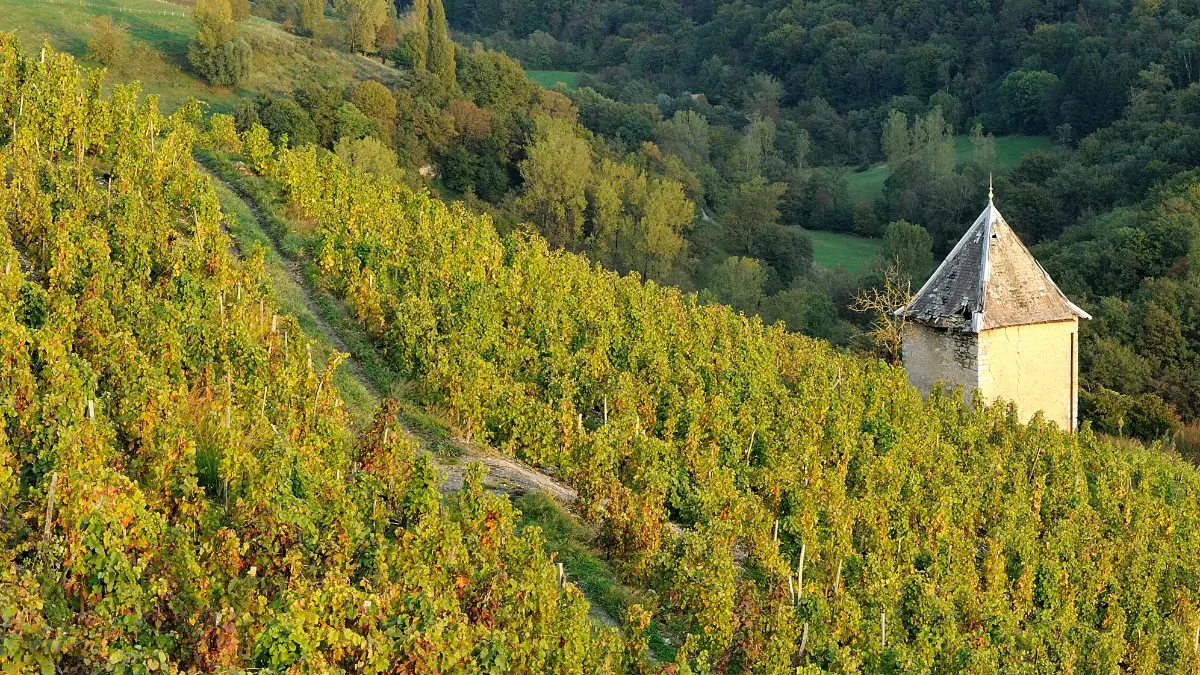 Vignoble AOP Bugey
