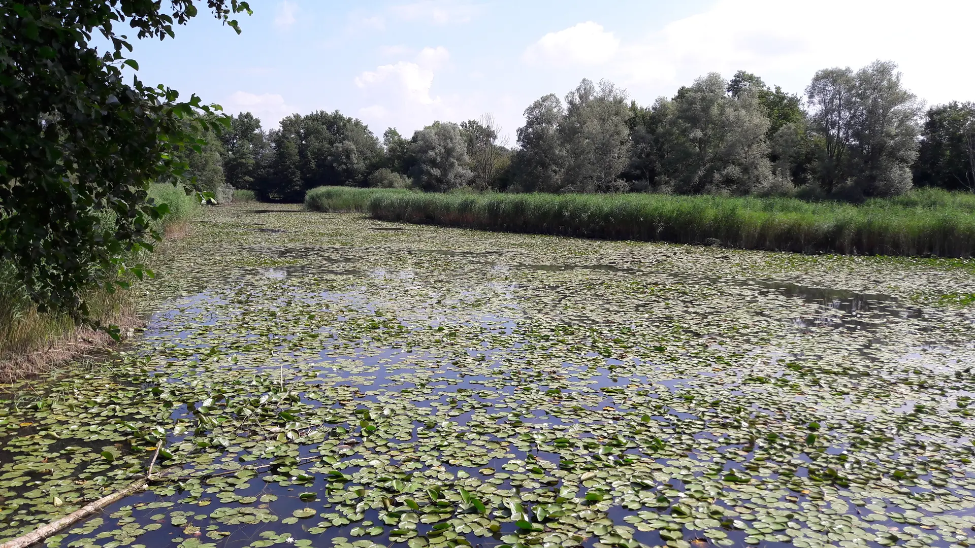 Etangs de Crosagny