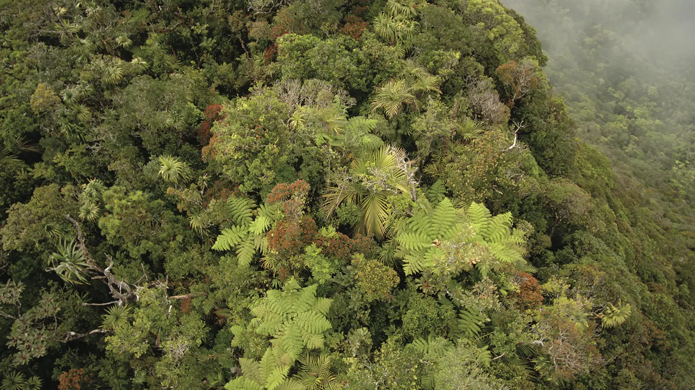 Forêt primaire