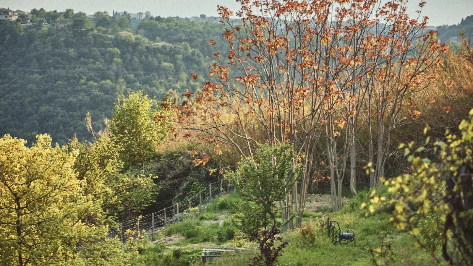 Nature