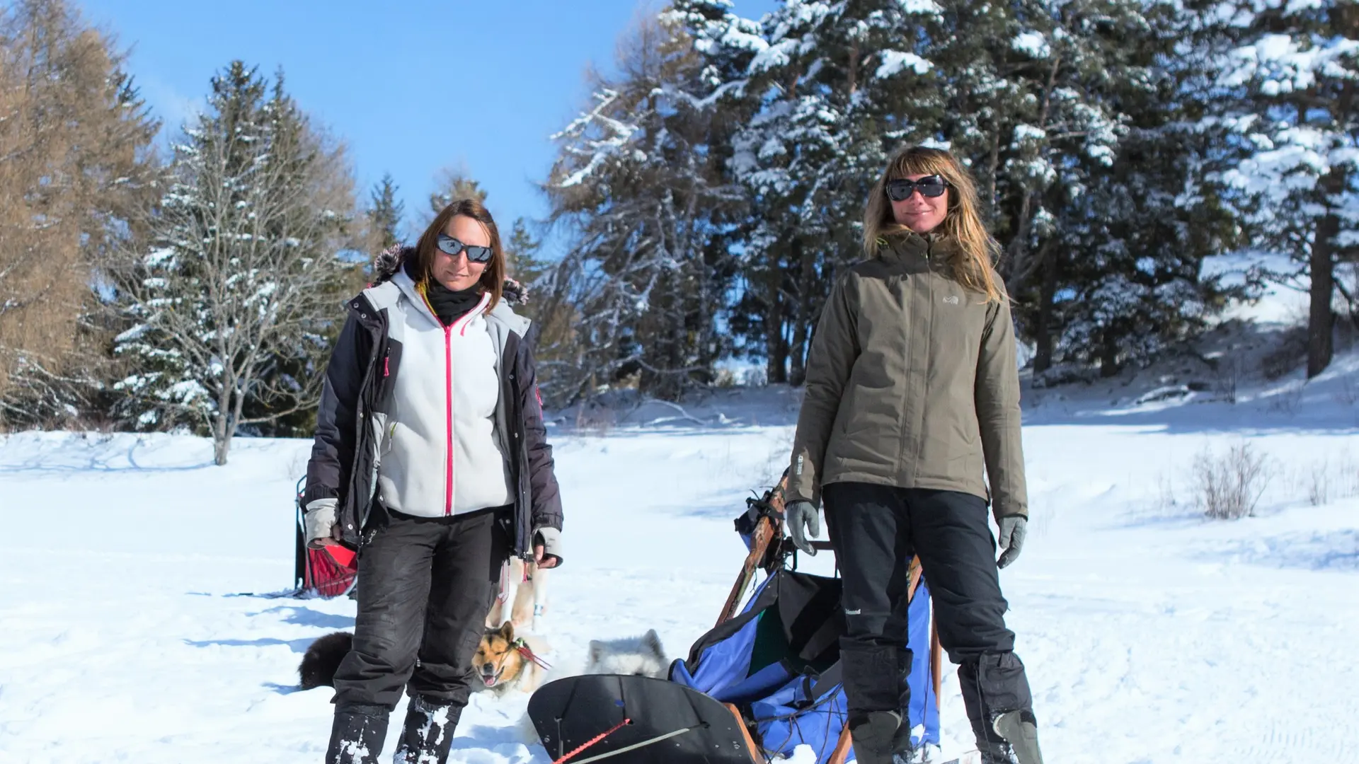 Sortie en chiens de traineaux dans Le Dévoluy, Hautes-Alpes, Alpes du Sud