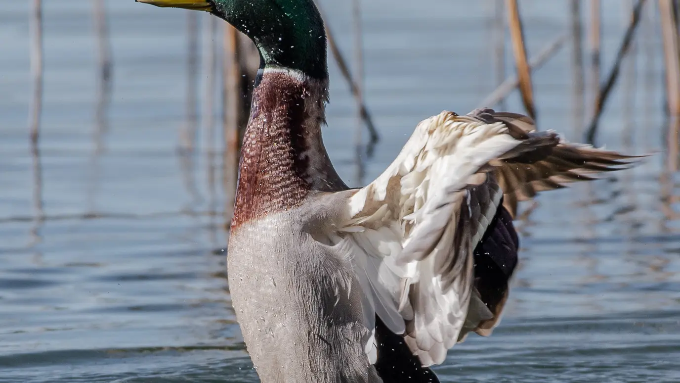 Canard en vol - Christine Pascal - Photographe nature Aiguebelette