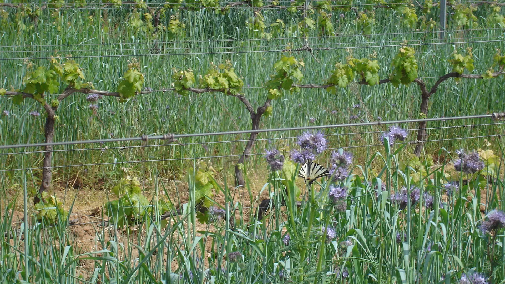 Vignes