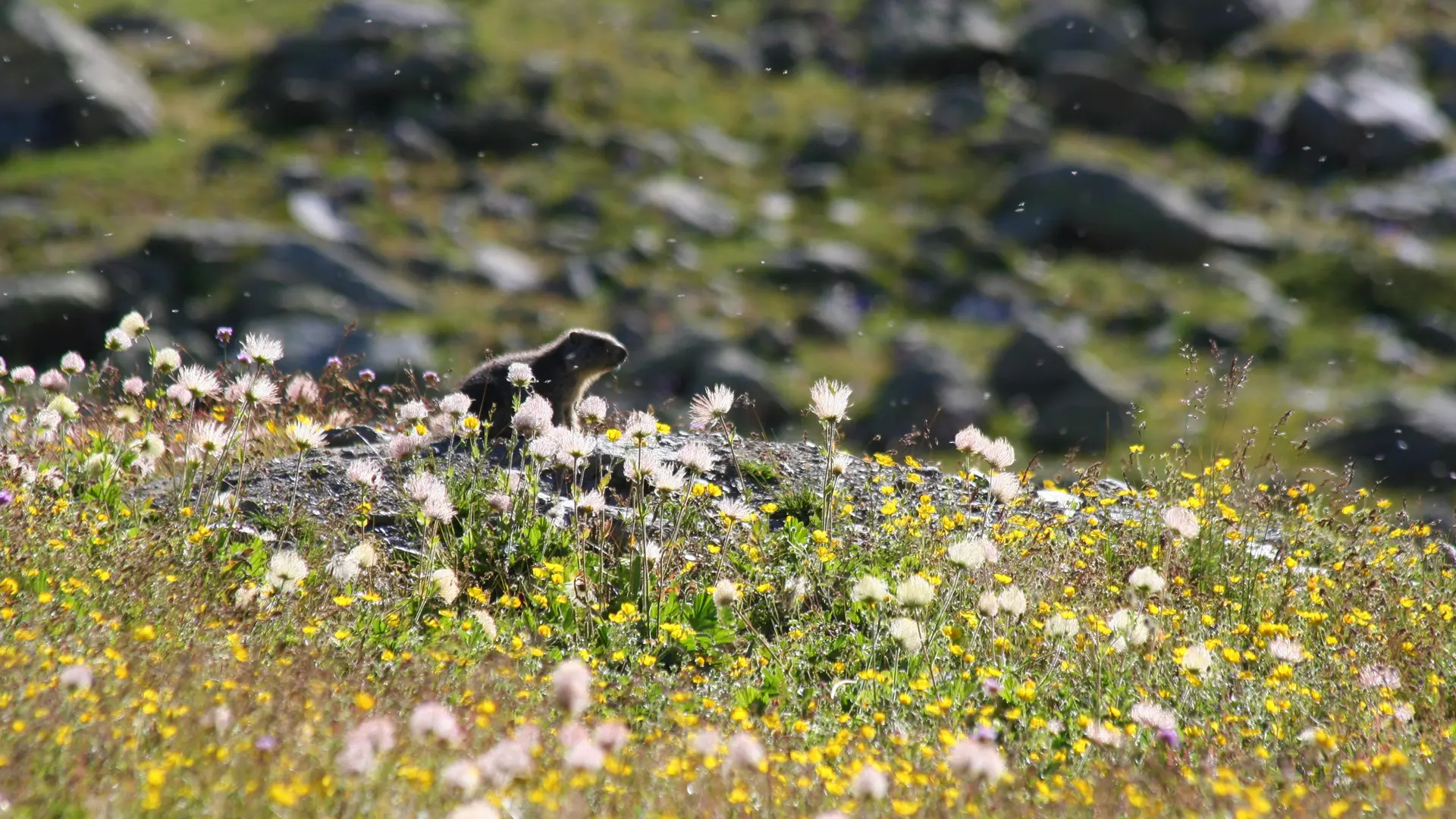 Marmottes Queyras