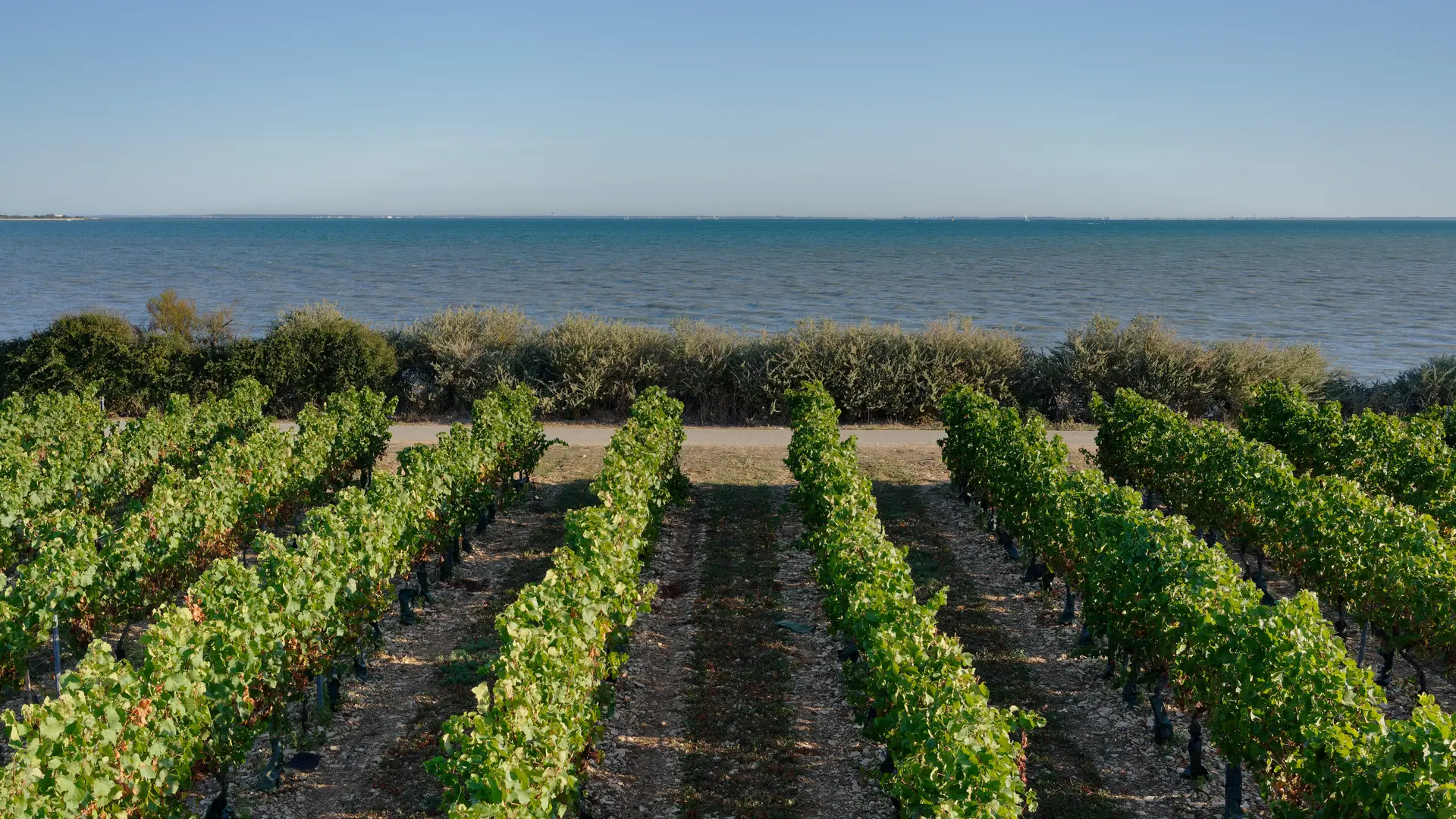 Vignes du domaine face à la mer