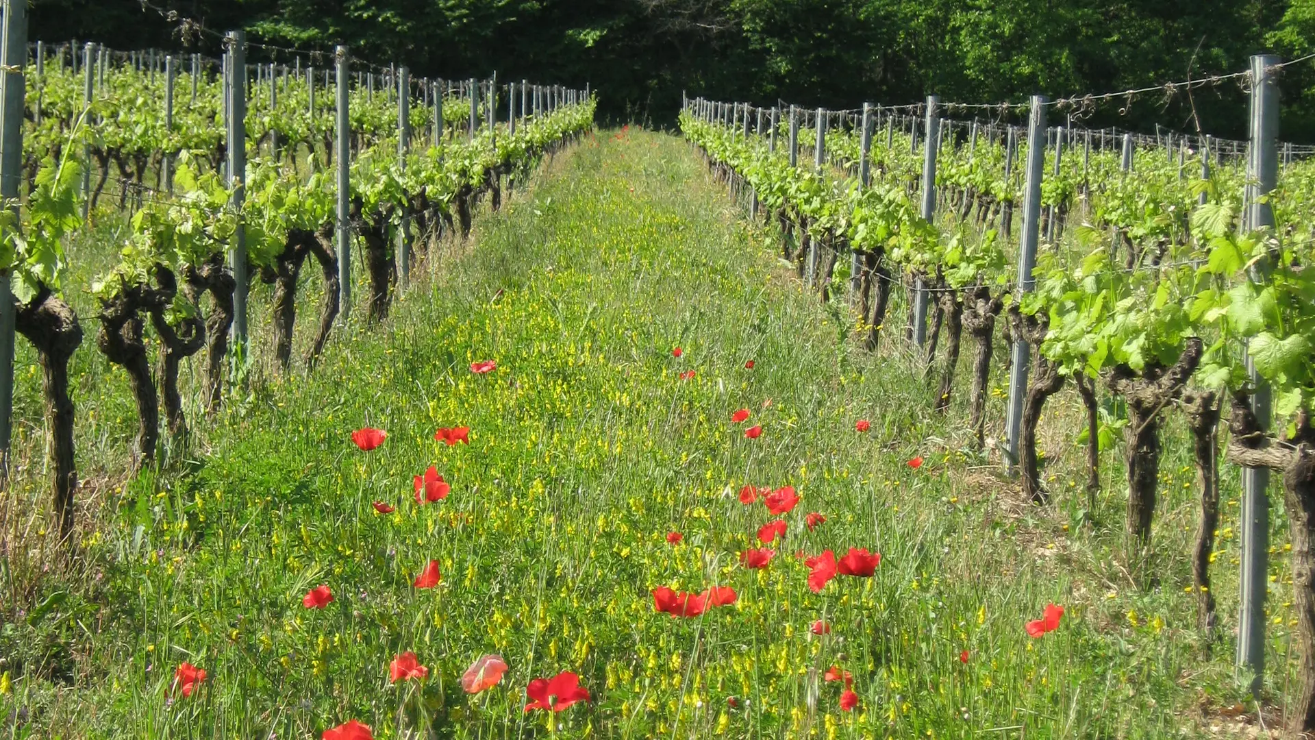 Domaine de Fenouillet