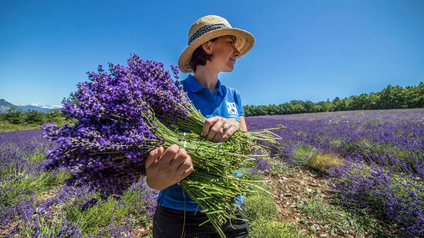 La récolte des bouquets de lavande