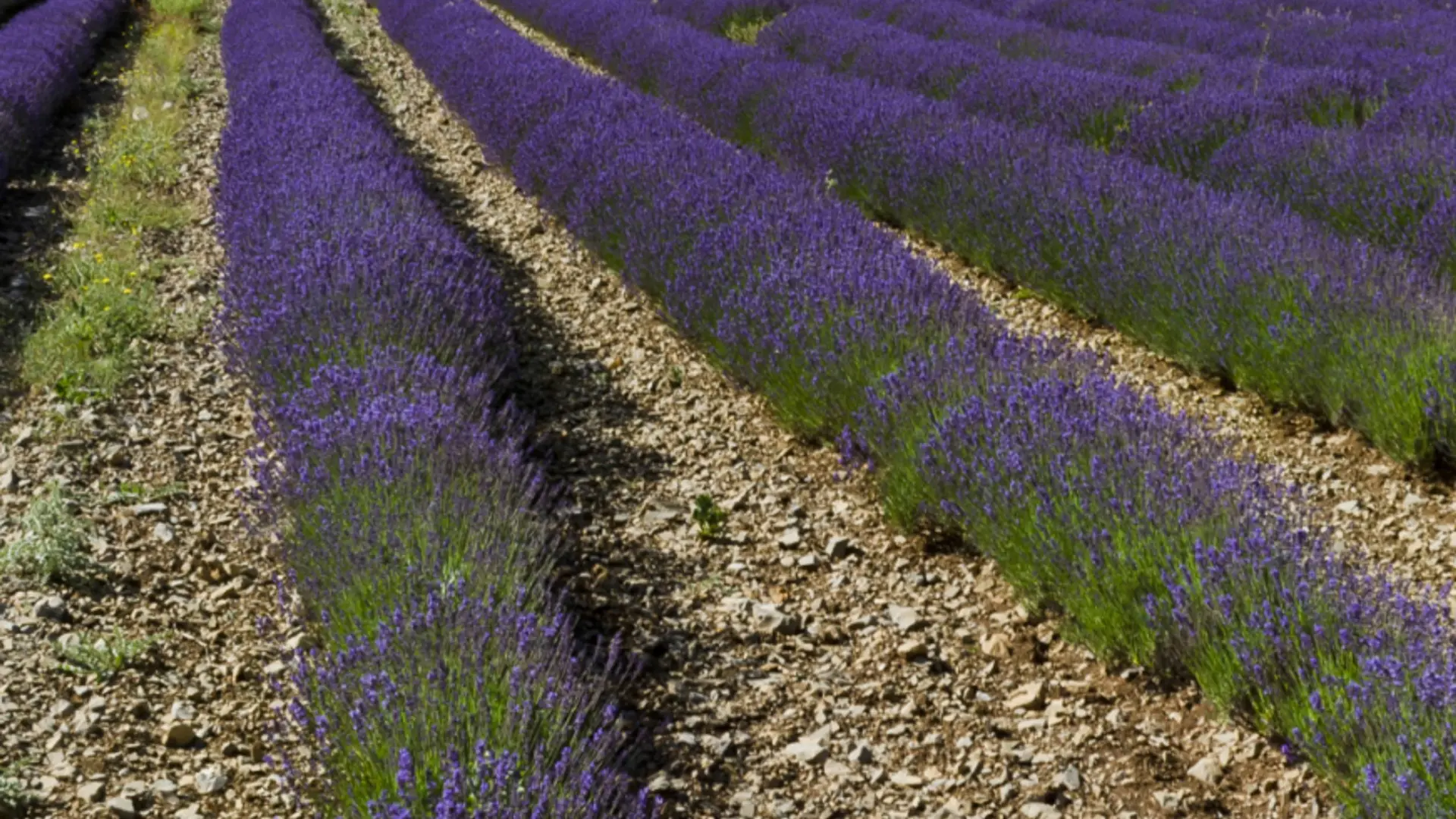 Plateau recouvert de lavande