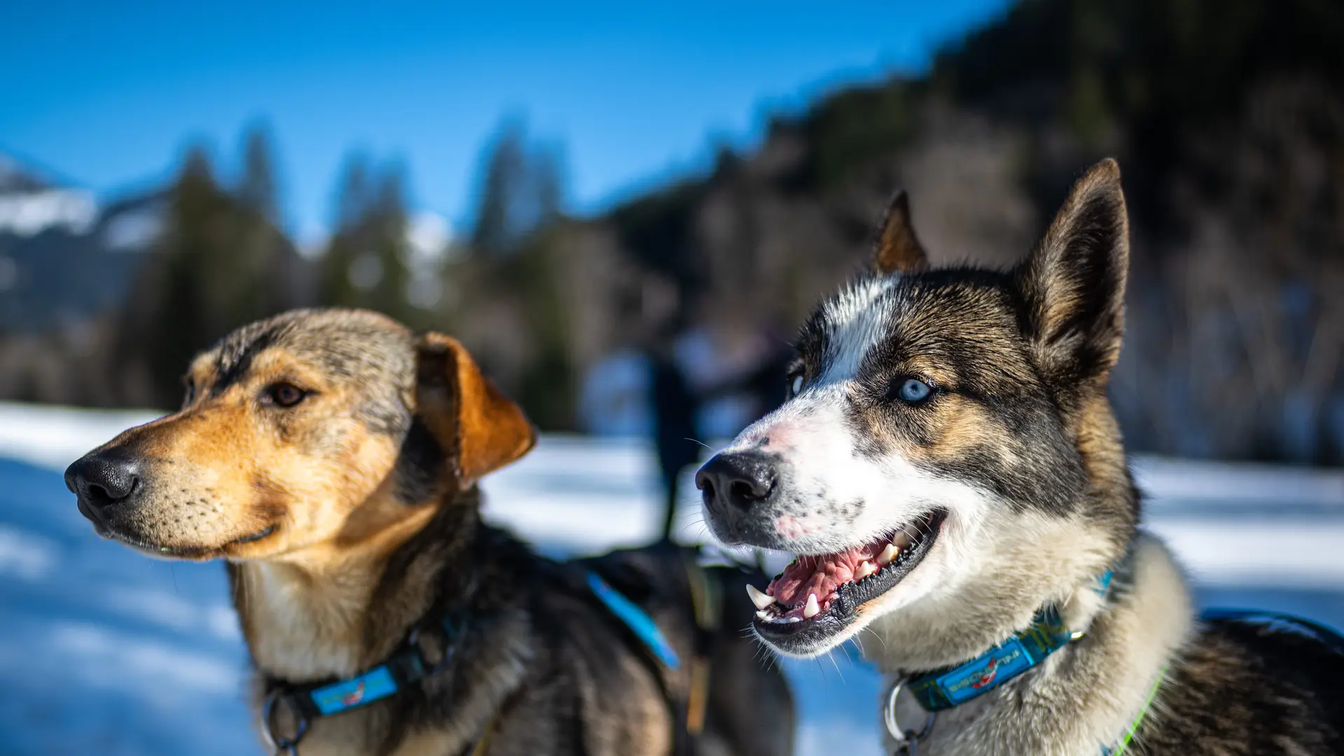 Chiens de traîneaux